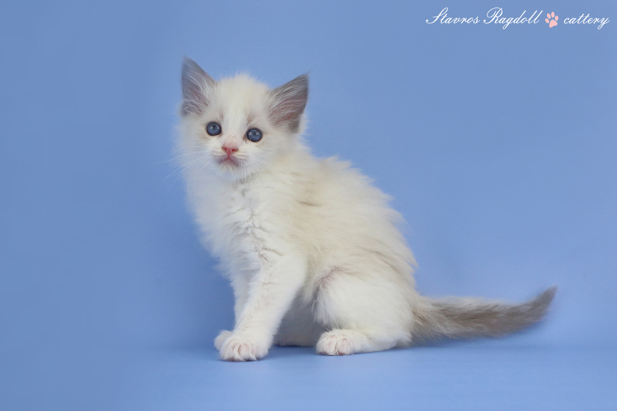 img-ofelia-w1-big.jpg
