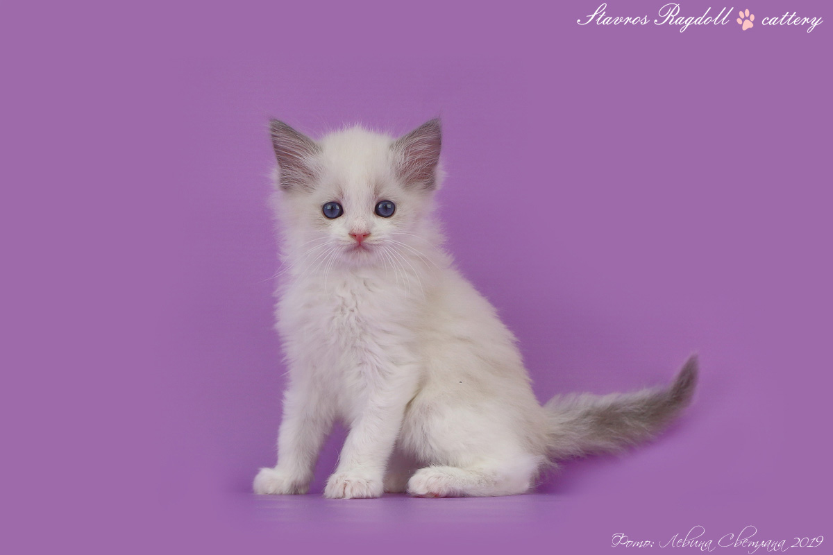 img-ofelia-w4-big.jpg