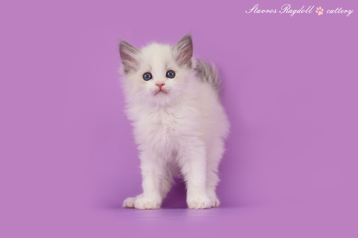img-ofelia-w5-big.jpg