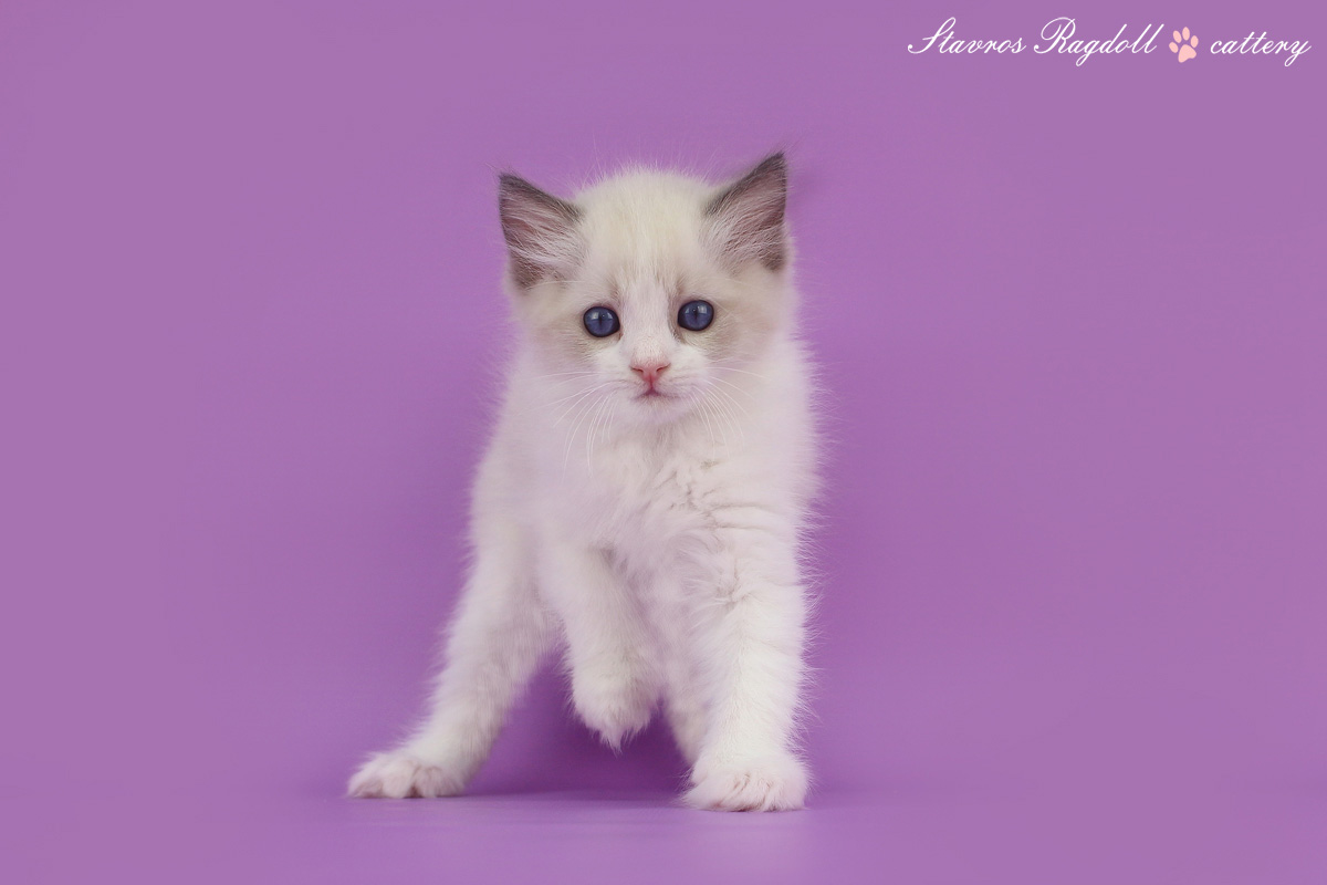 img-orfei-w3-big.jpg
