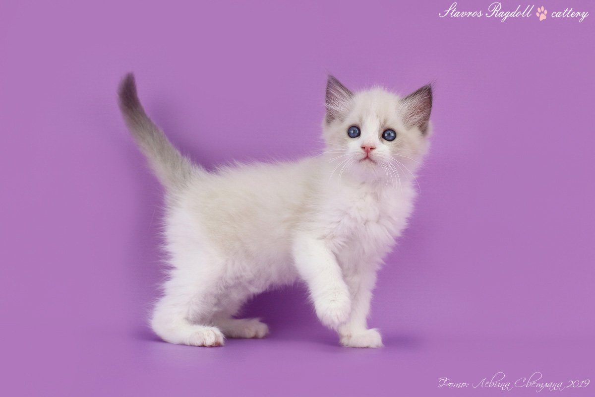 img-orfei-w5-big.jpg