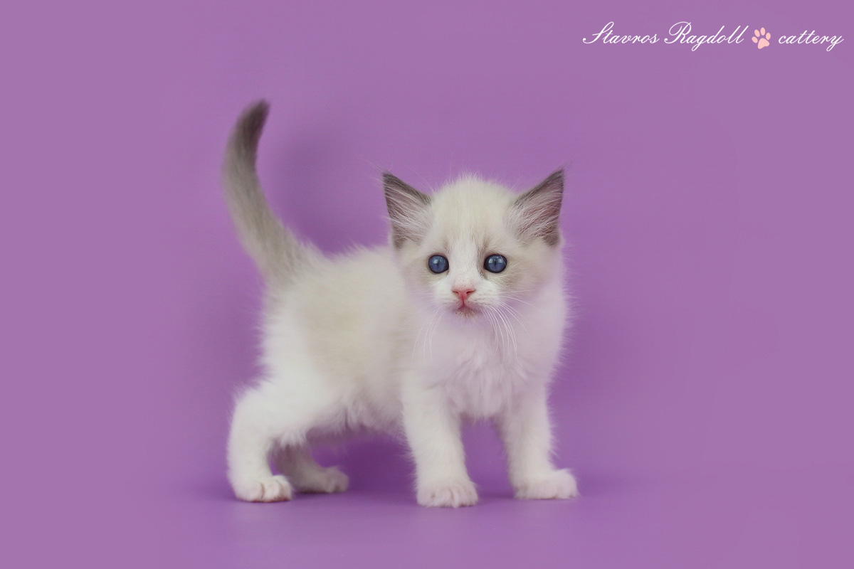 img-orfei-w7-big.jpg